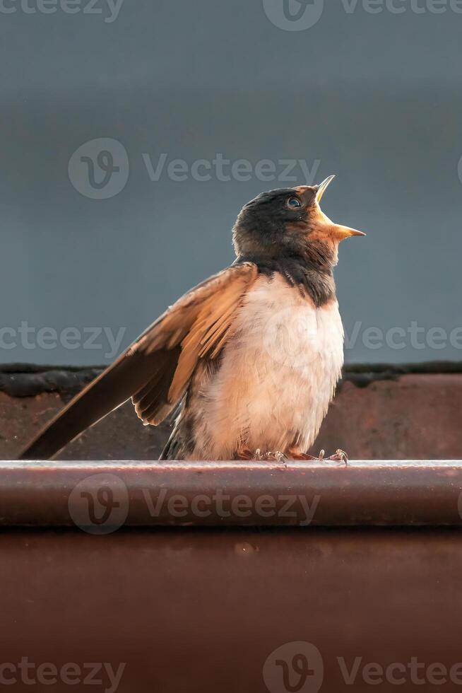 young barn swallow at feeding photo