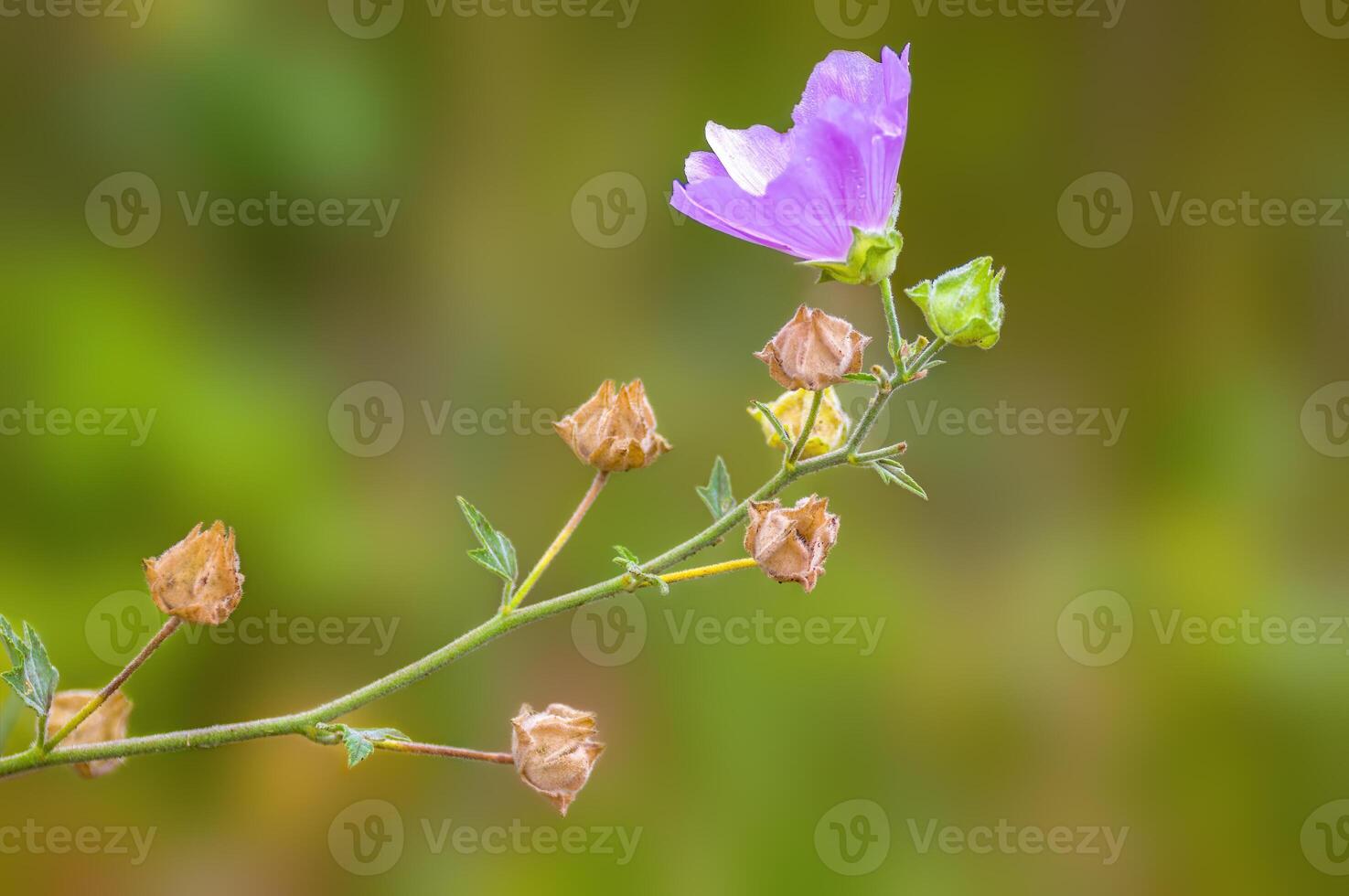 a soft flower blossom in a nature garden photo