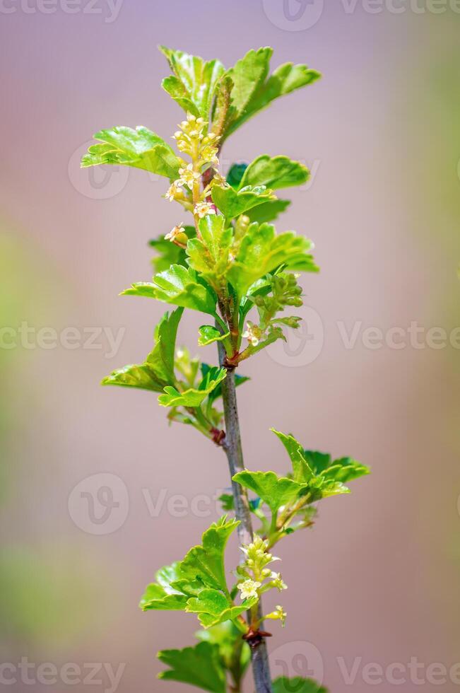 branch with beautiful fresh bud photo