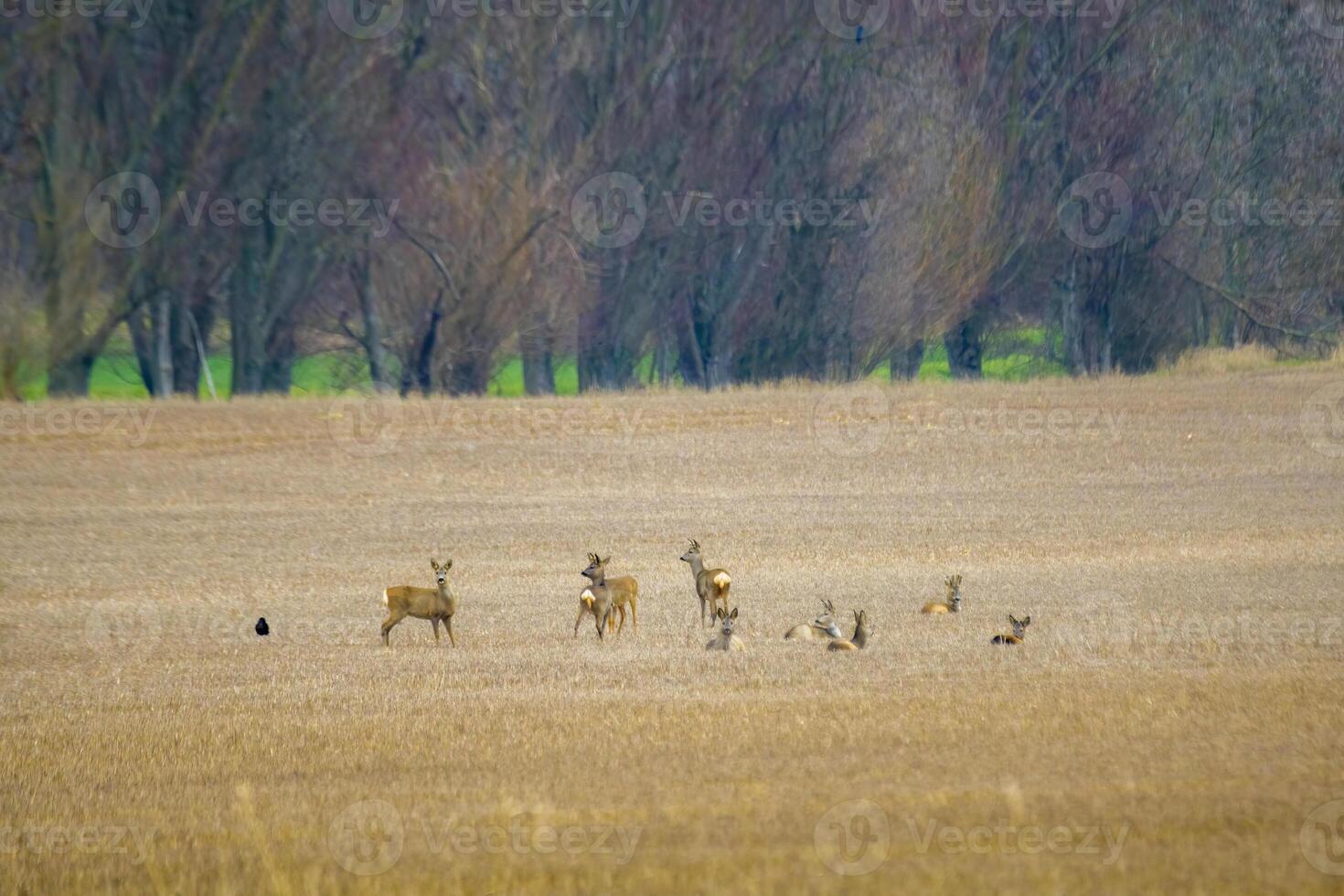 ciervo pasto y relajante en naturaleza foto