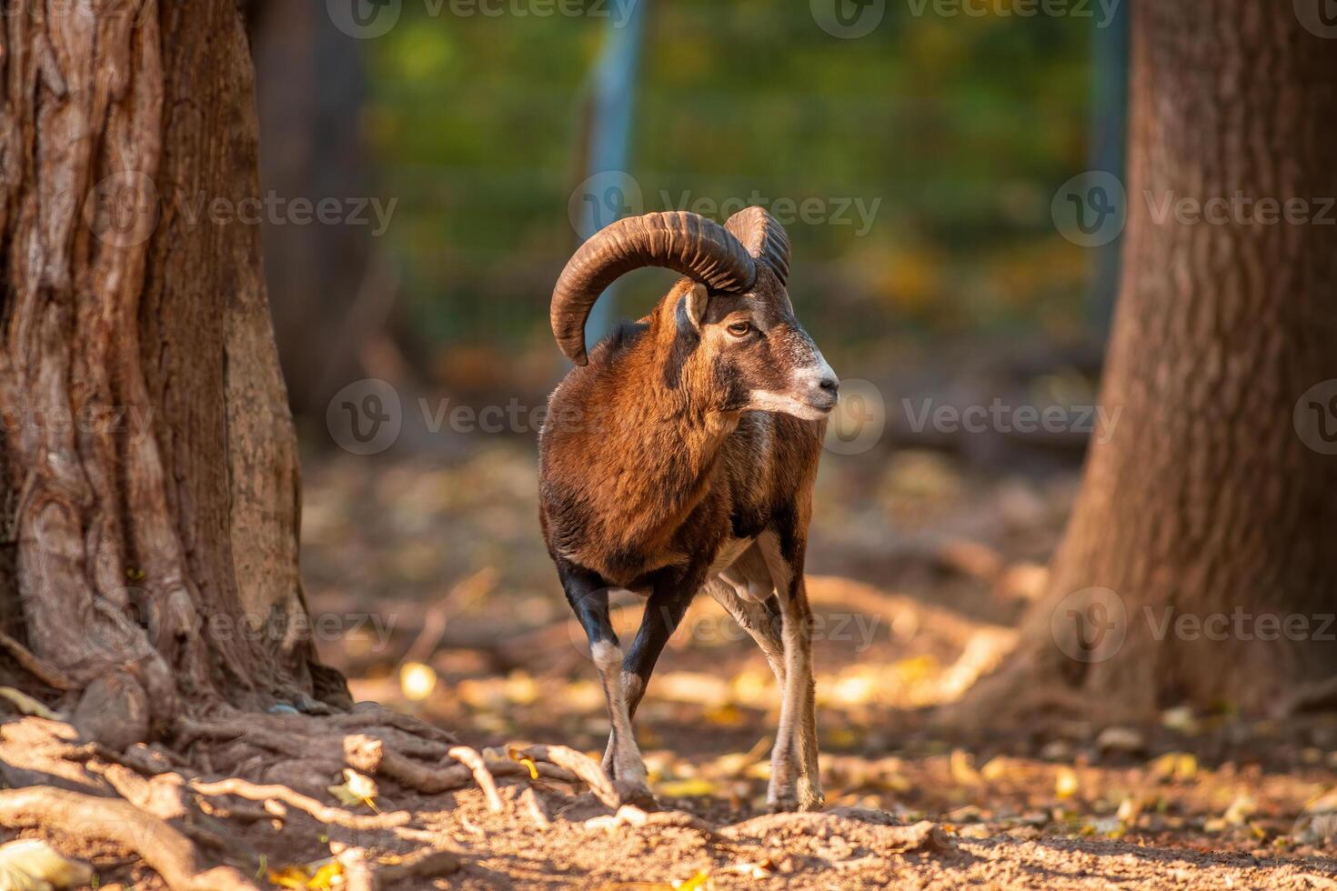 a young male Mouflon Ovis gmelini musimon photo