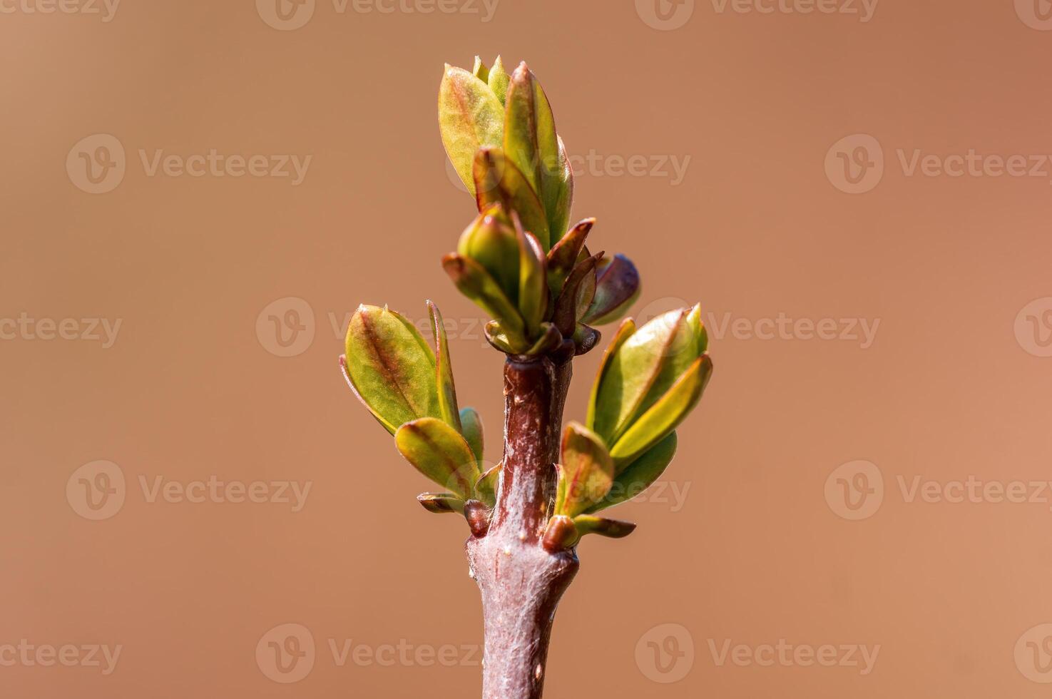 branch with beautiful fresh bud photo
