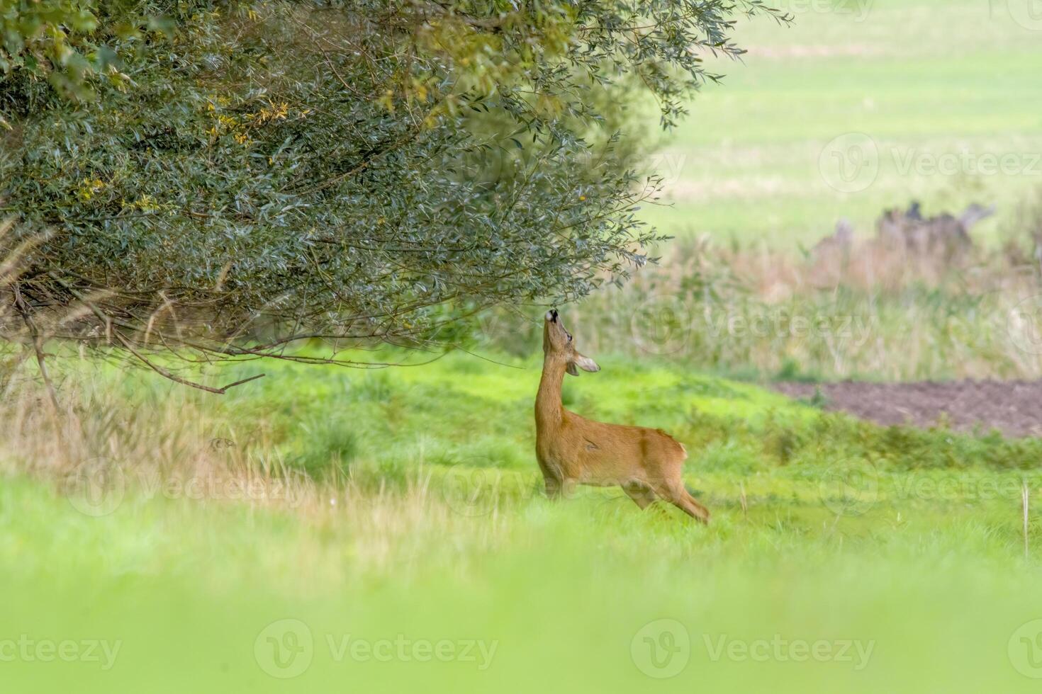 Deer grazing and relaxing in nature photo