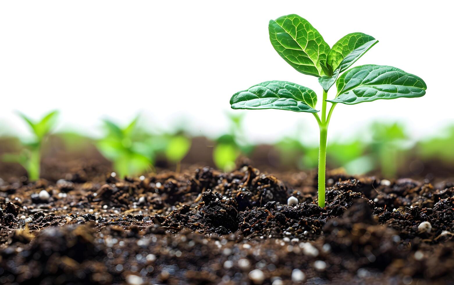 Closeup of growing little green sprout appearing from the ground soil photo