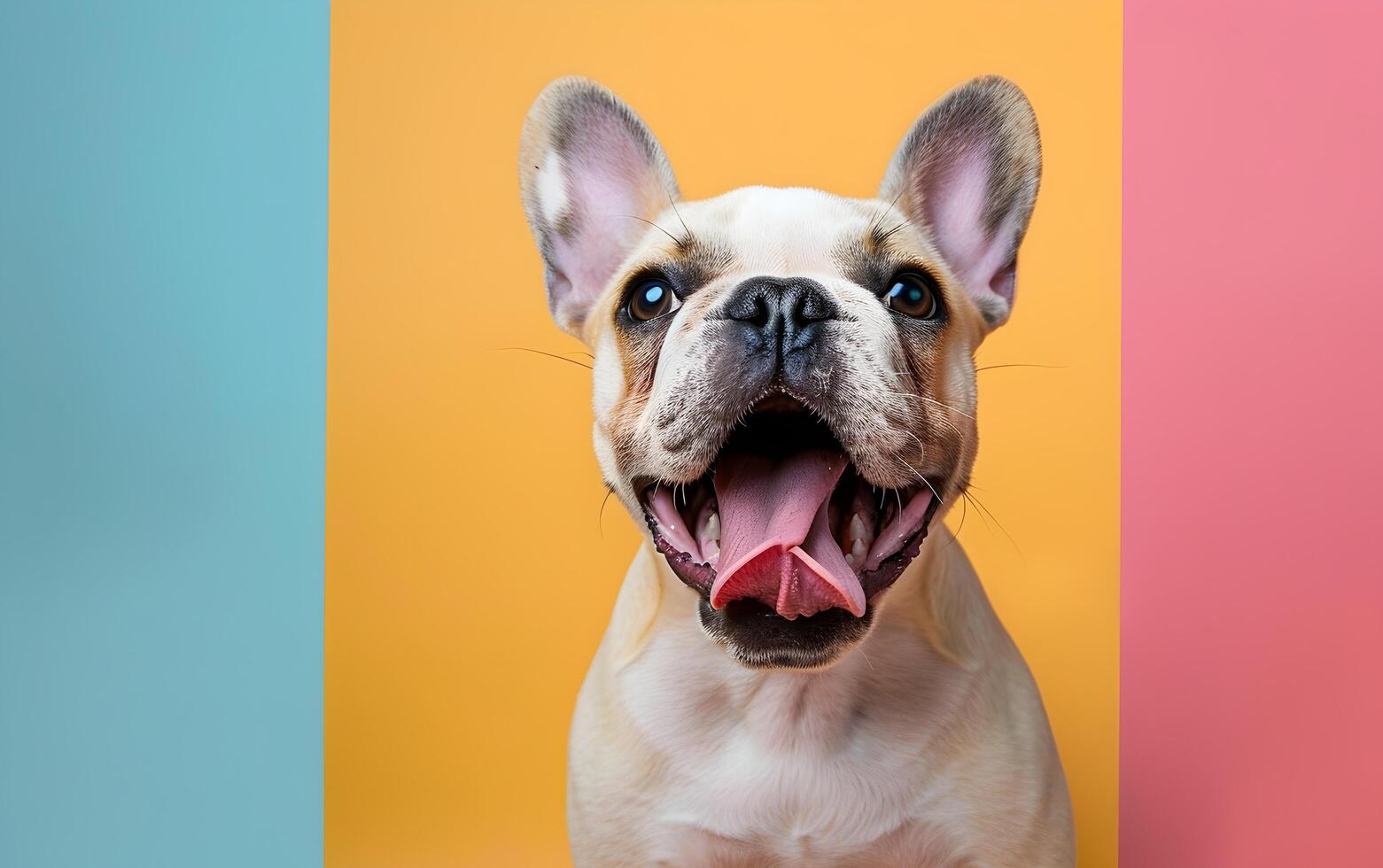 francés buldog perro ese tiene abrió sus boca y palos fuera sus lengua foto