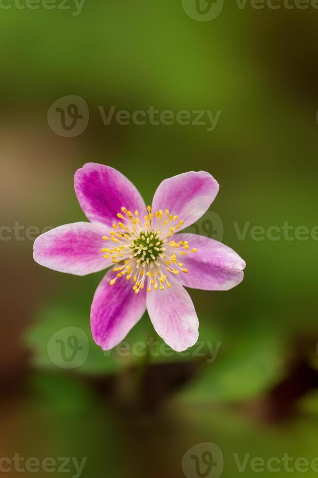 delicate purple wood anemone flowers in a forest photo
