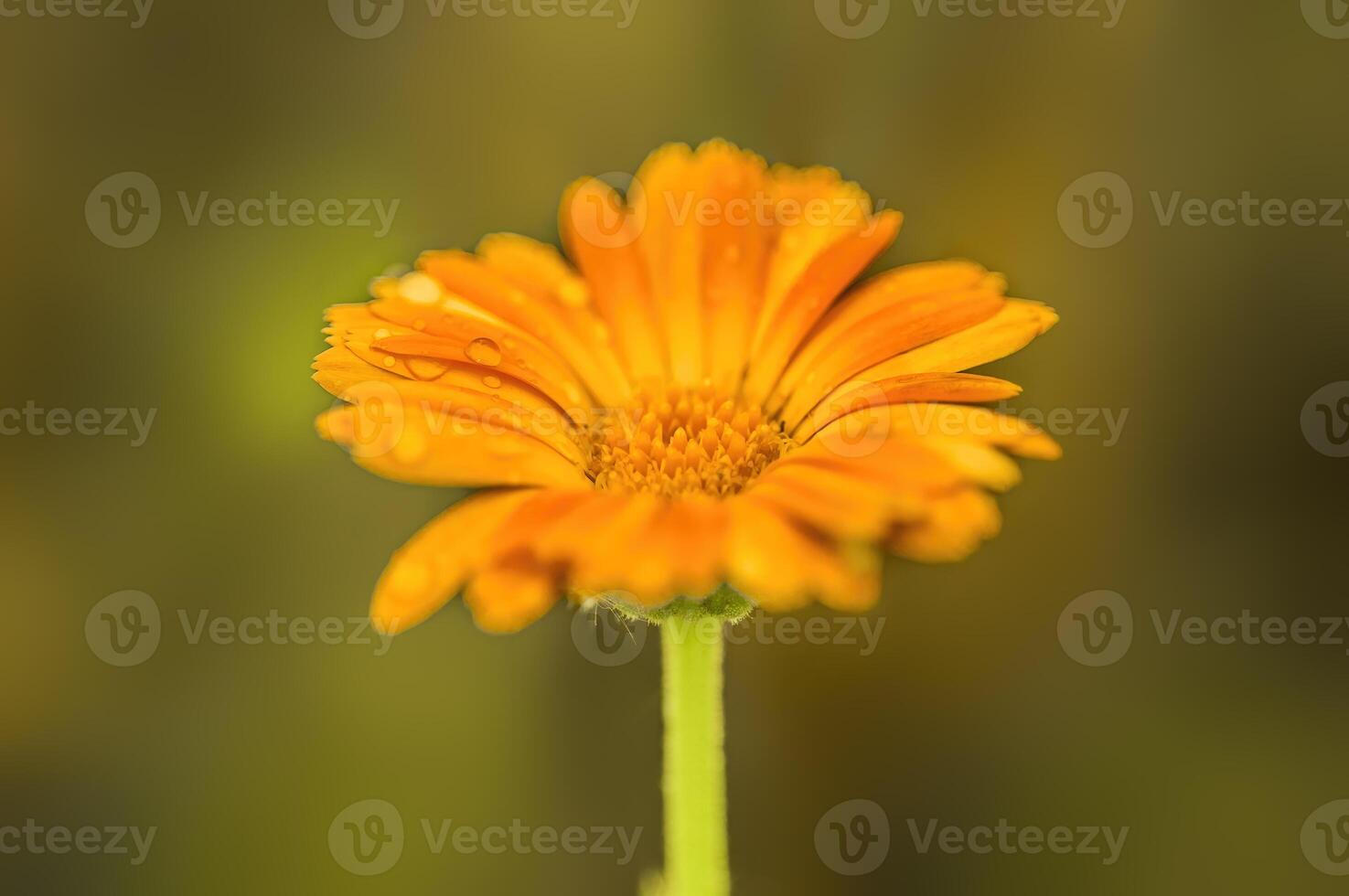 a soft flower blossom in a nature garden photo