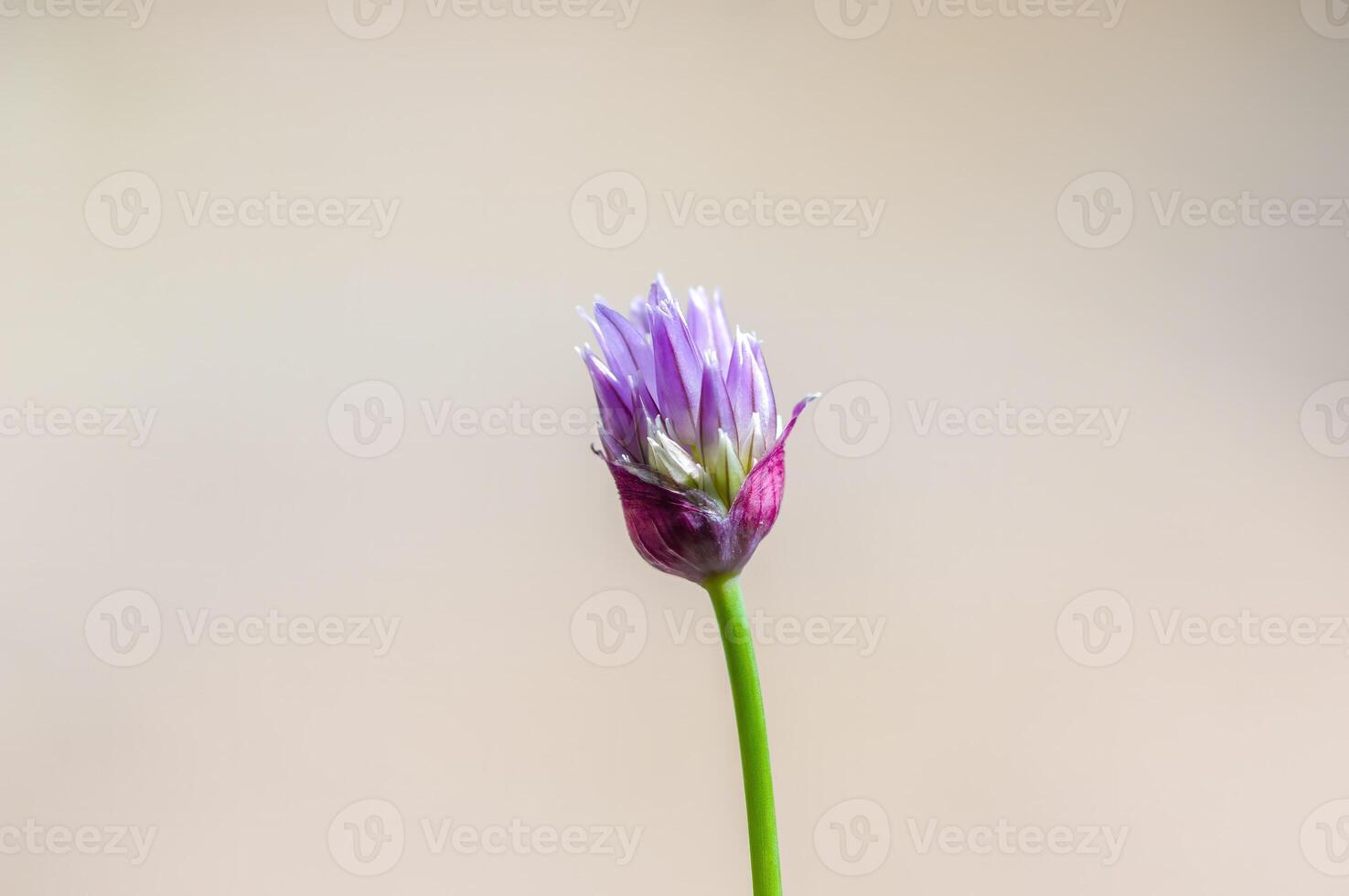 un suave flor florecer en un naturaleza jardín foto