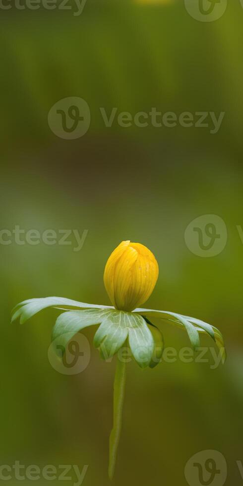 a soft flower blossom in a nature garden photo