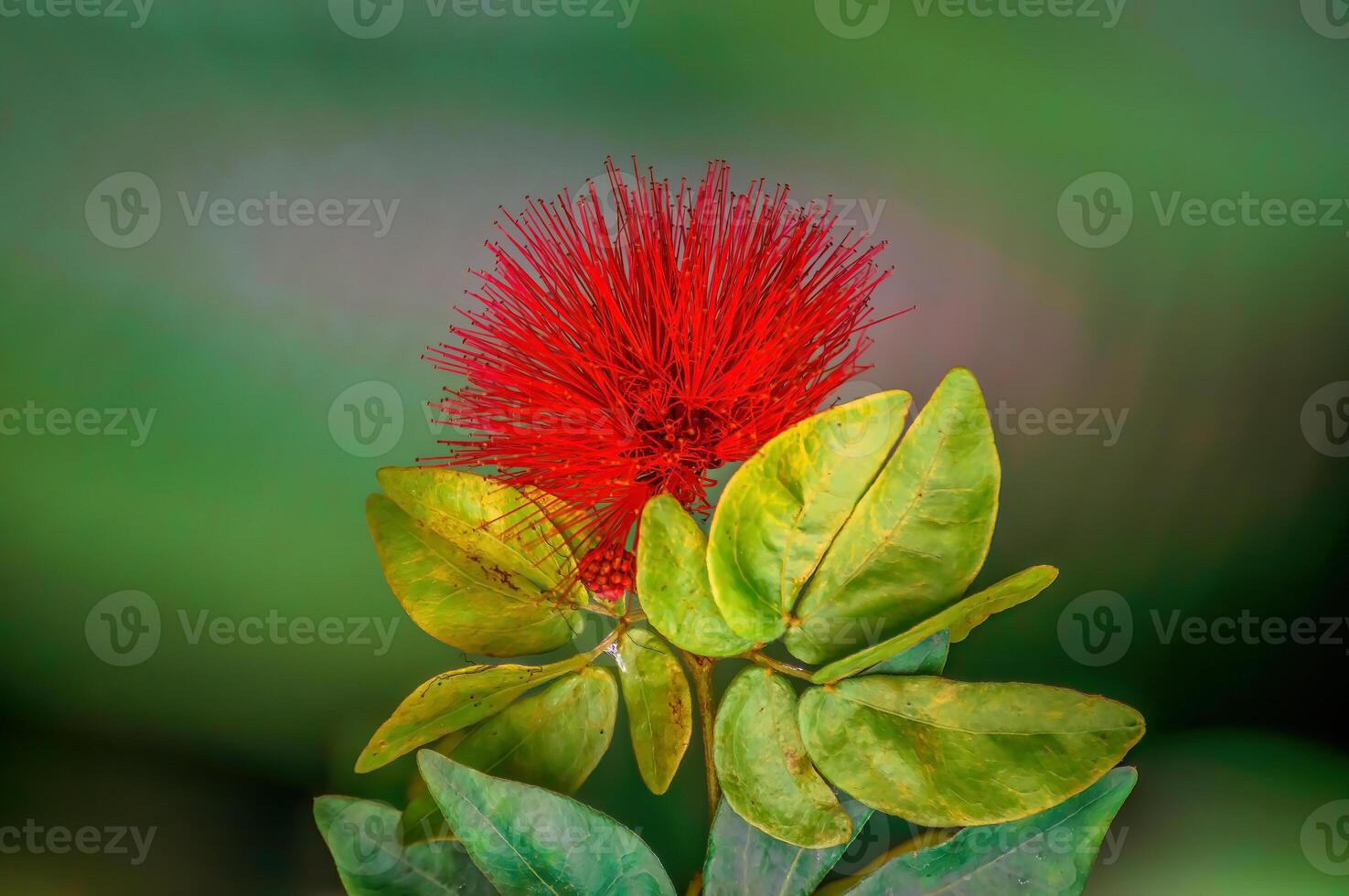 colorful flower bloom in spring photo