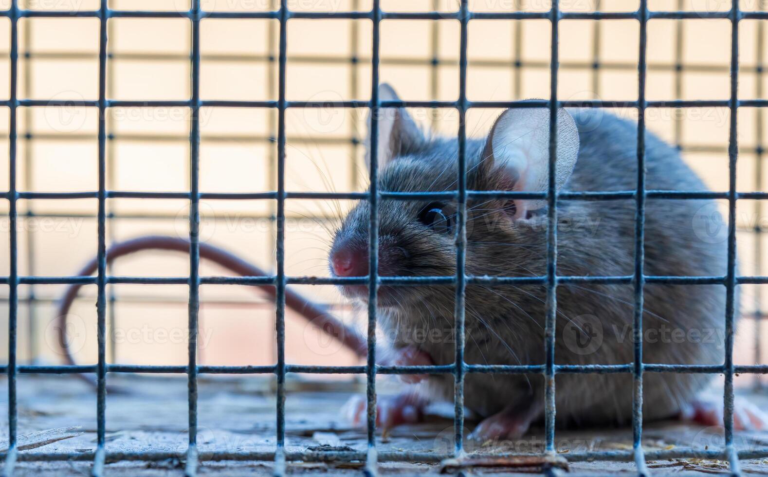 a house mouse in a live trap photo