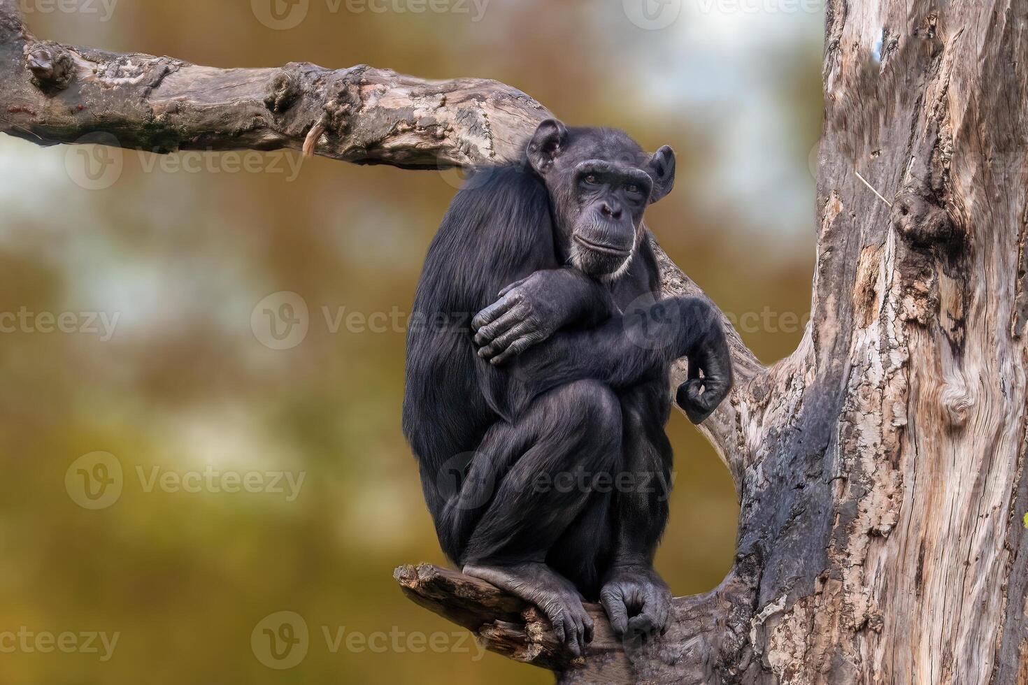 sitting west african chimpanzee relaxes photo