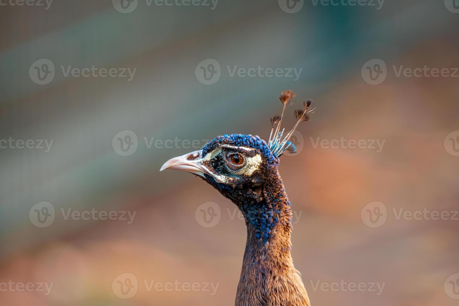 un vistoso masculino azul pavo real foto