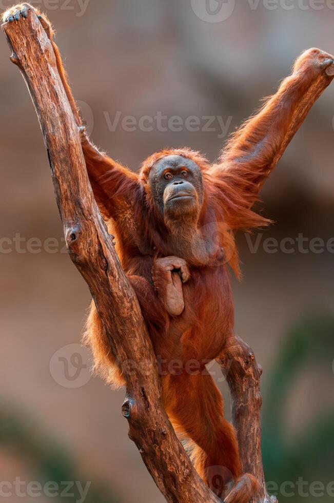 female orangutan climbs on a tree photo