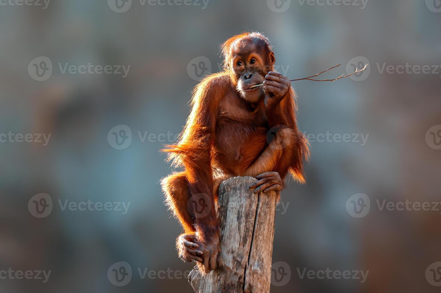 young orangutan child sitting on a tree photo