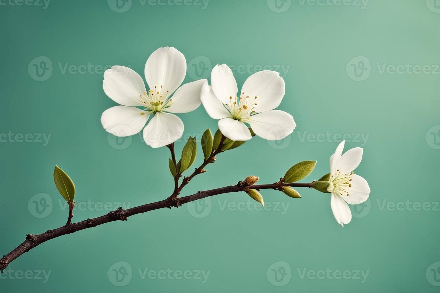 Closeup of white flowered branch on green background photo