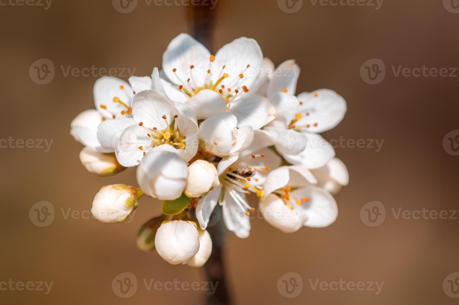 branch with beautiful fresh flowers photo