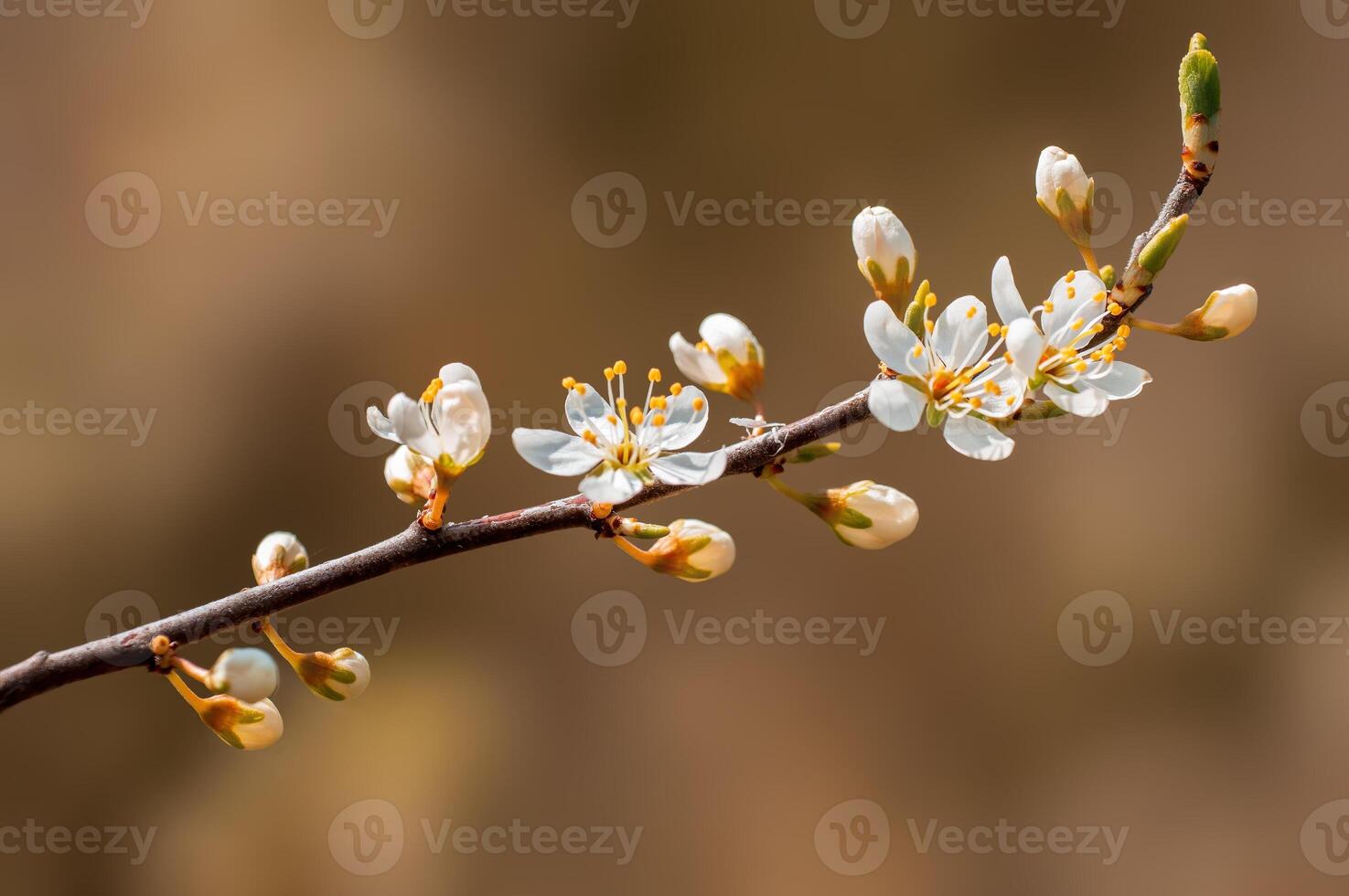 branch with beautiful fresh flowers photo
