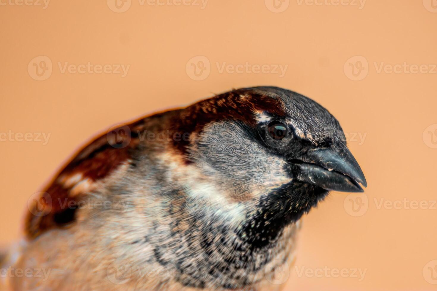 beautiful colorful bird sits and looks photo