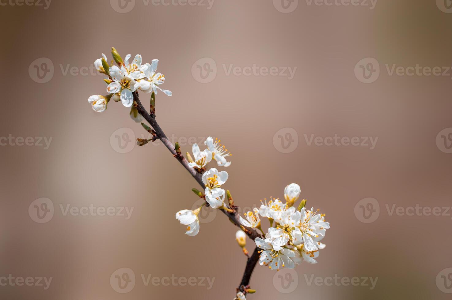 branch with beautiful fresh flowers photo
