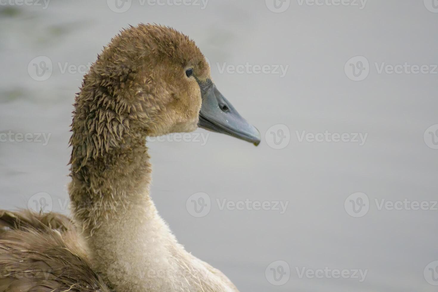 a Young swan swims elegantly on a pond photo