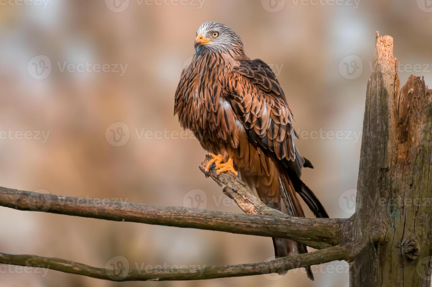 beautiful colorful bird sits and looks photo