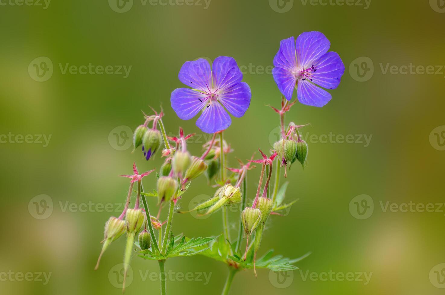 purple cranesbill flowers in a meadow photo