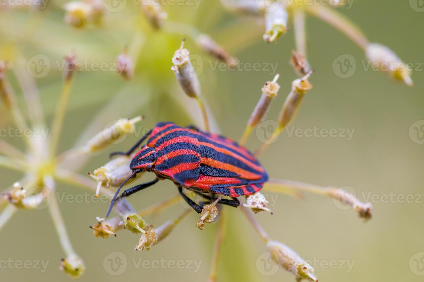 a Small beetle insect on a plant in the meadow photo