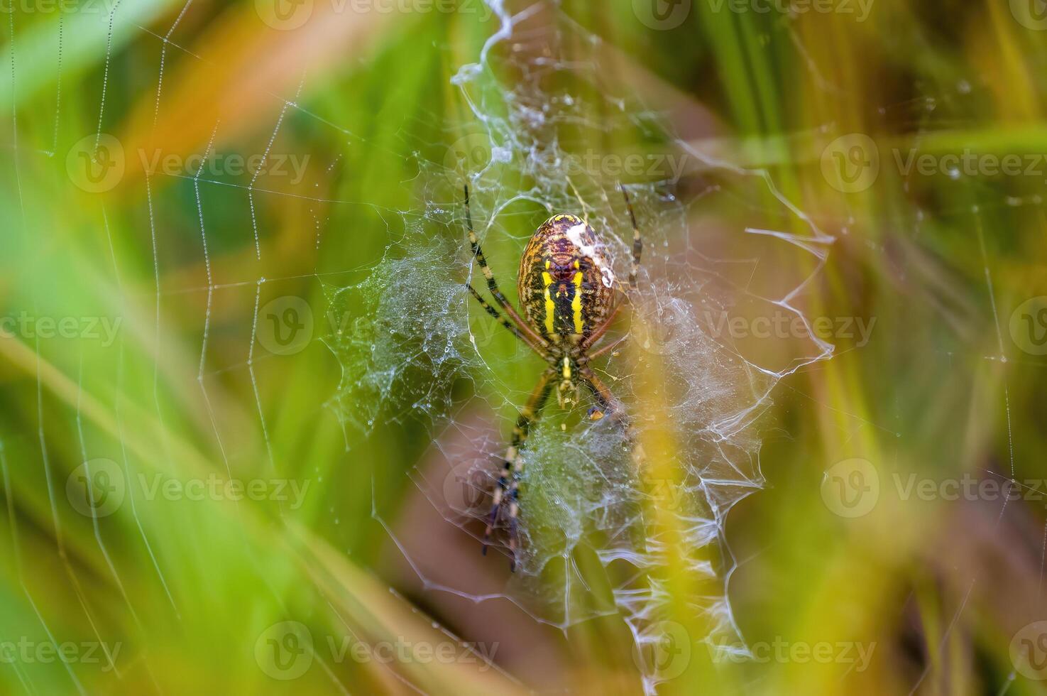 a Small spider insect on a plant in the meadow photo