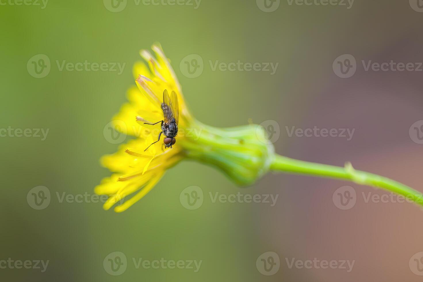 a soft flower blossom in a nature garden photo