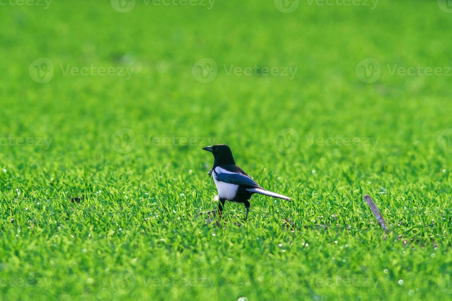 a young magpie in a field photo