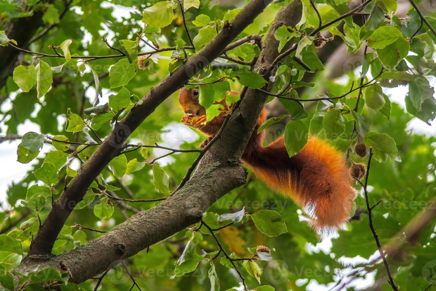 a red squirrel in the forest photo