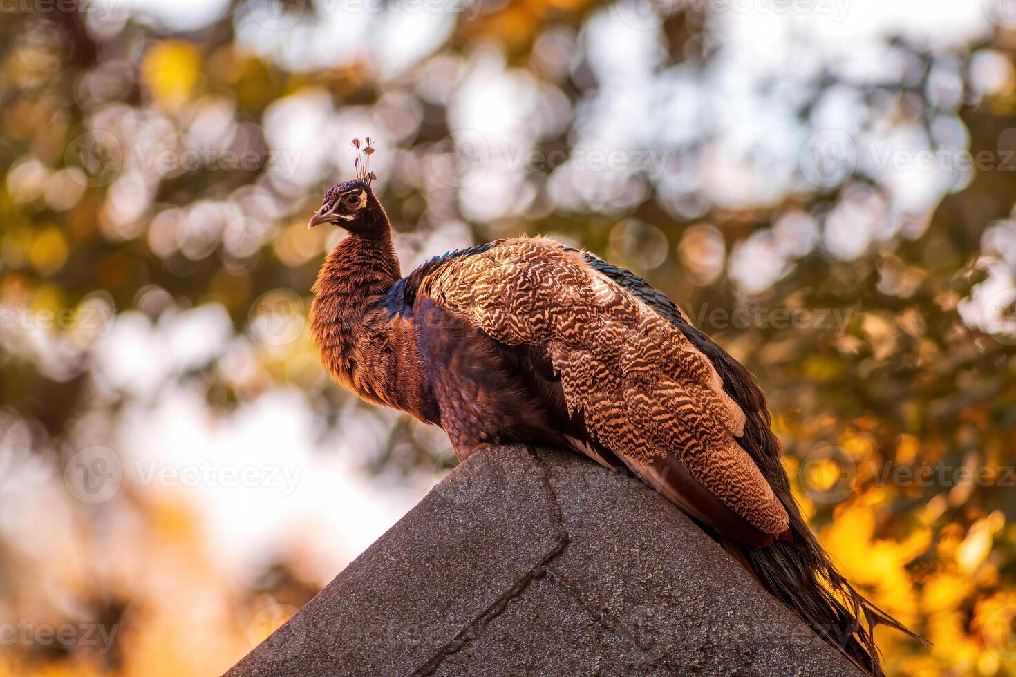 un vistoso masculino azul pavo real foto