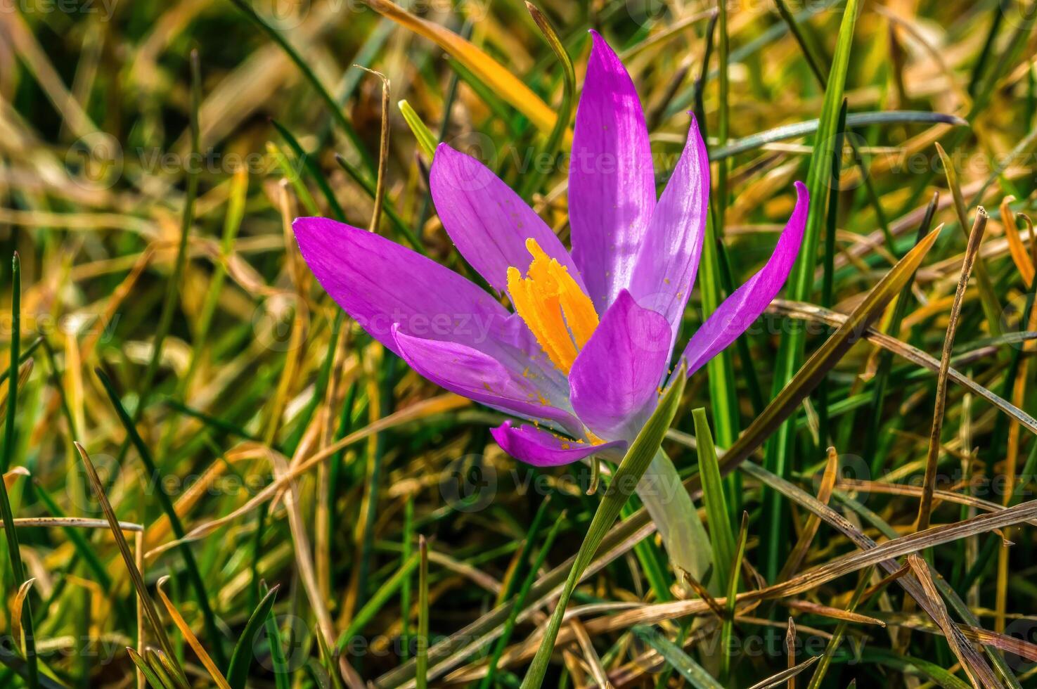 Early bloomers in the spring garden photo