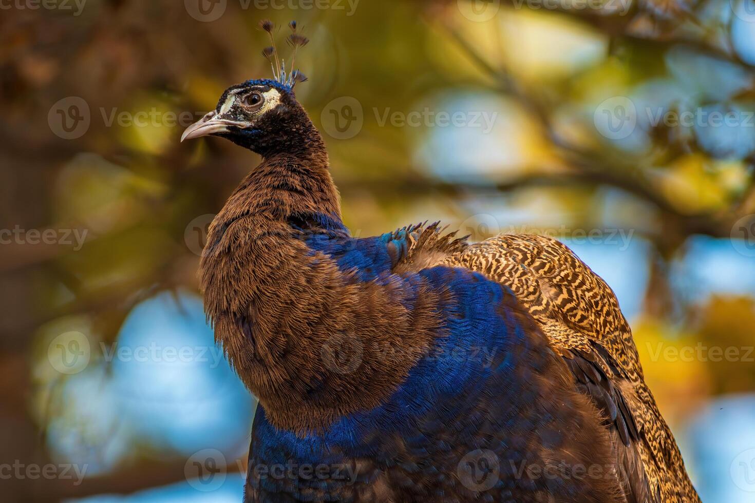 a colorful male blue peacock photo