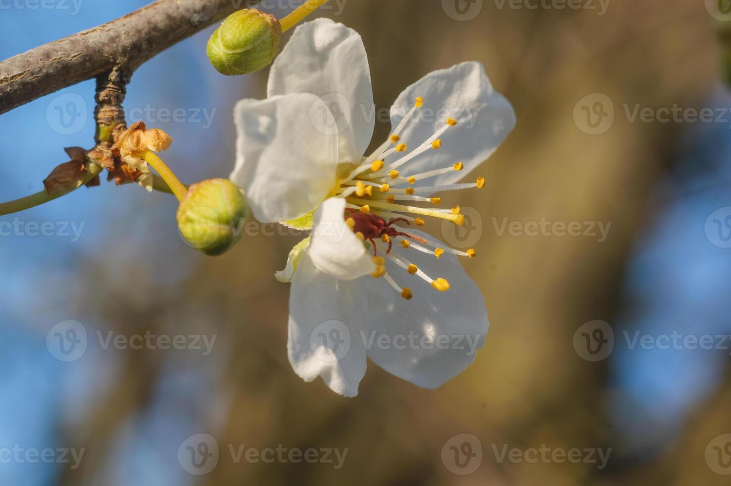 fresh spring blossoms at the beginning of the year photo