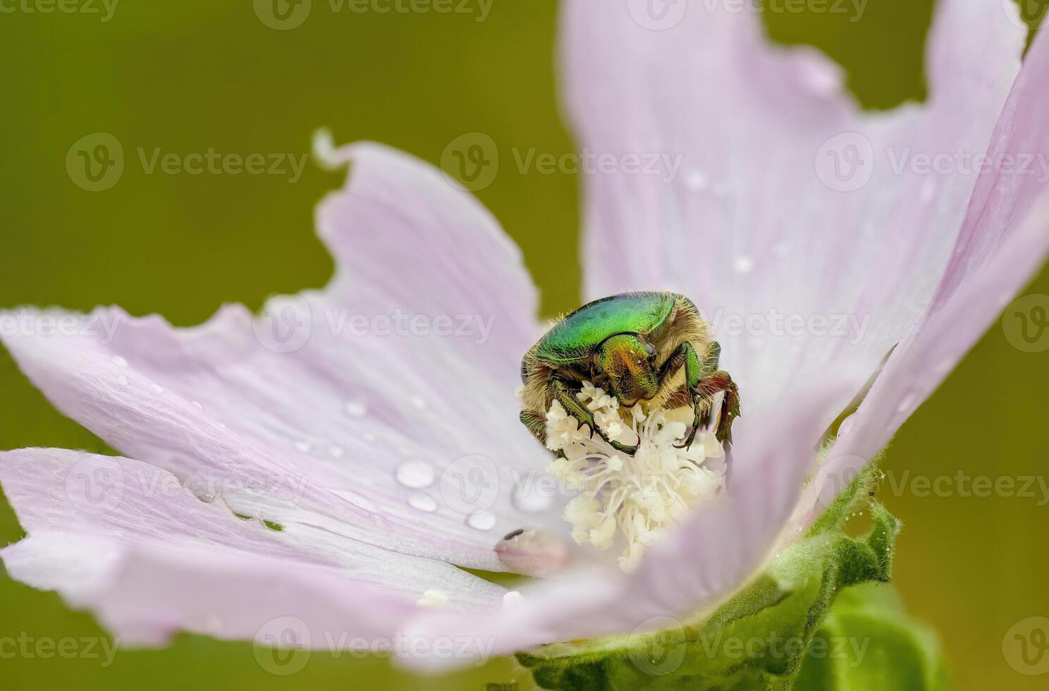 a Small beetle insect on a plant in the meadow photo