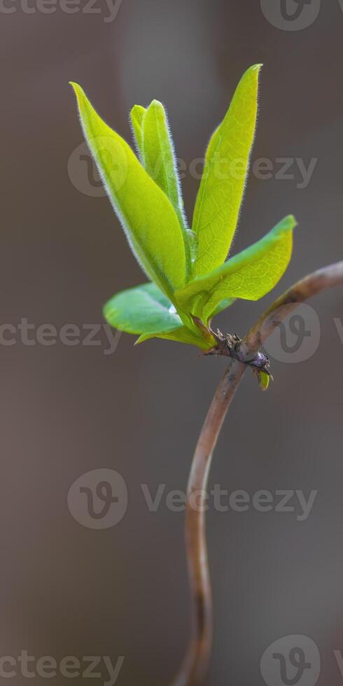 a fresh branch with green leaves in the forest photo