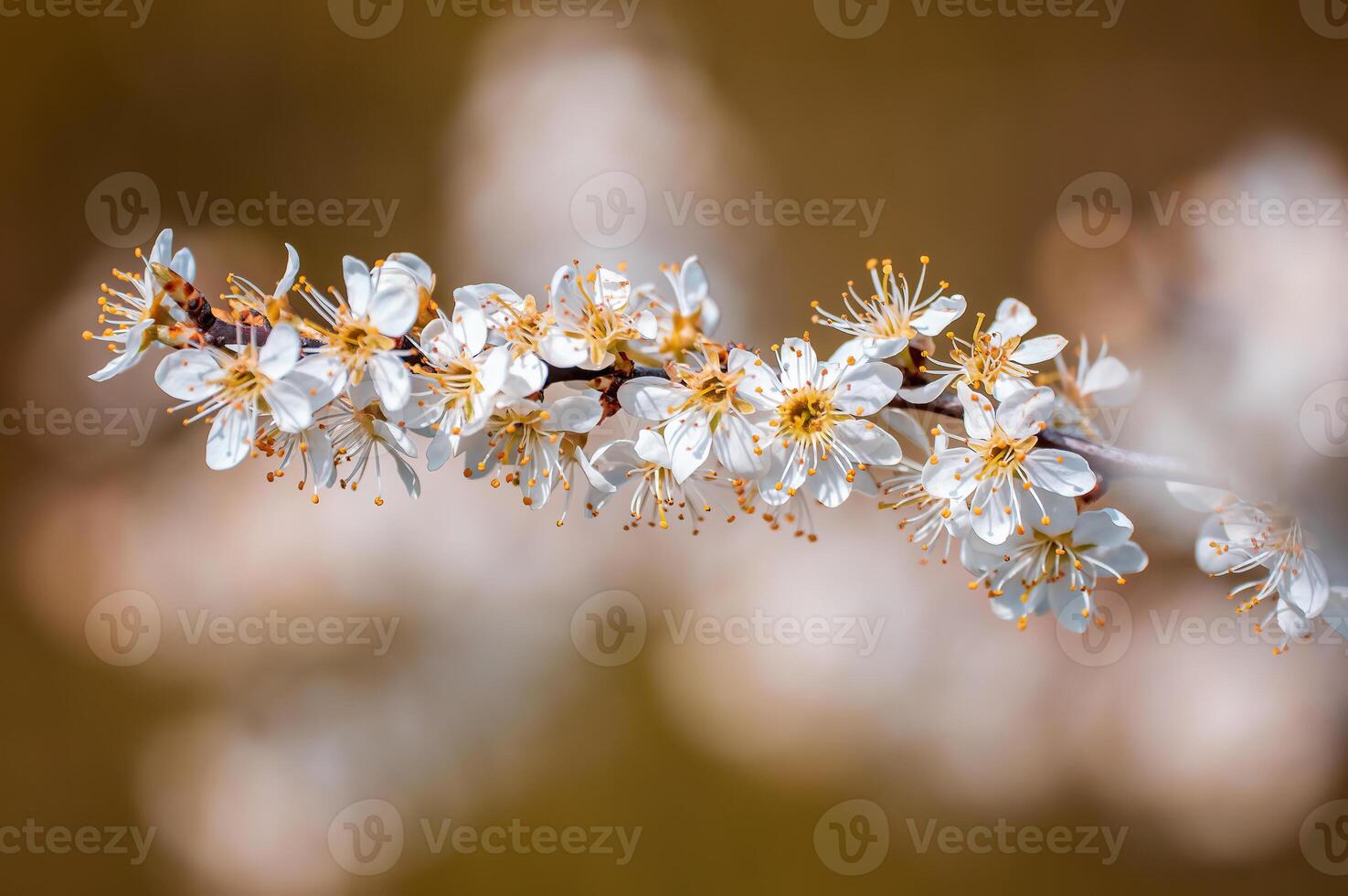 branch with beautiful fresh flowers photo