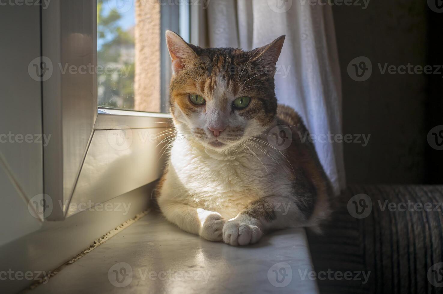 portrait of a cute cat while relaxing photo