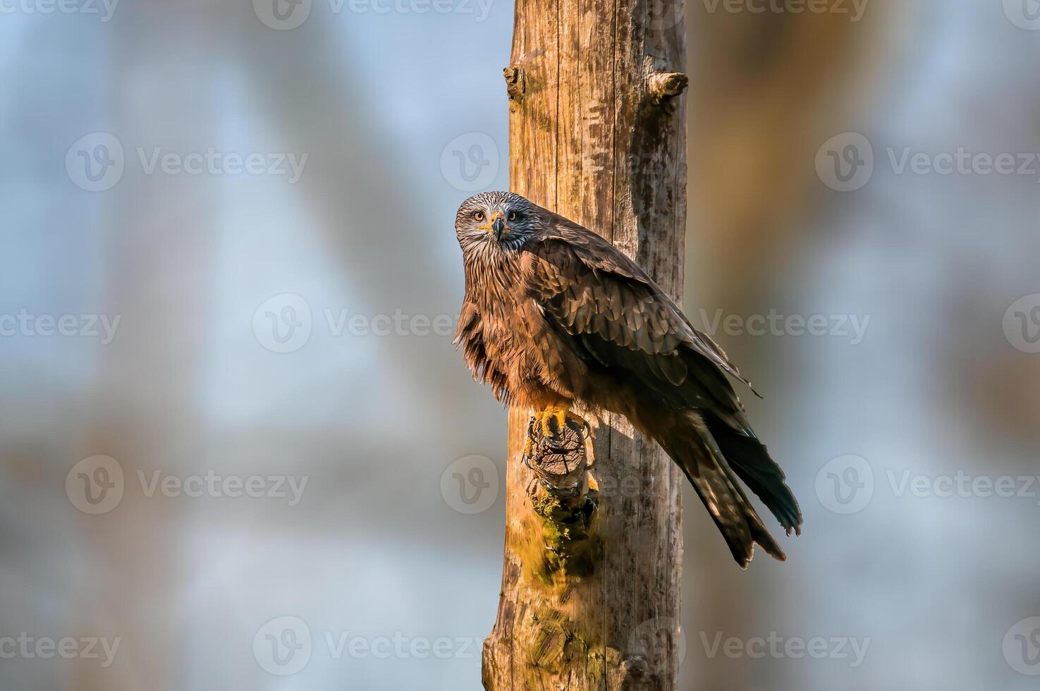 beautiful colorful bird sits and looks photo