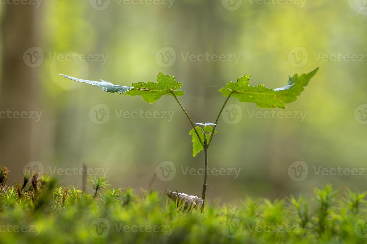 a fresh branch with green leaves in the forest photo