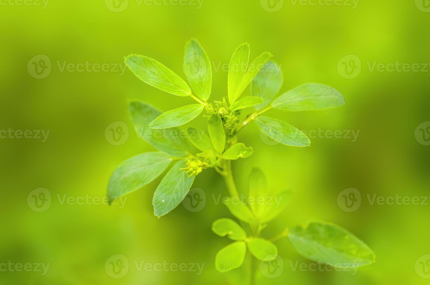 un Fresco rama con verde hojas en el bosque foto