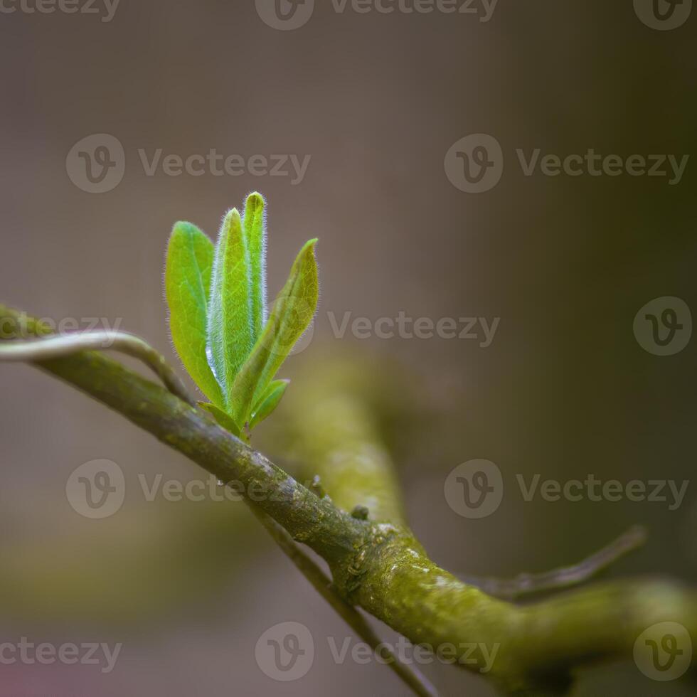 un Fresco rama con verde hojas en el bosque foto