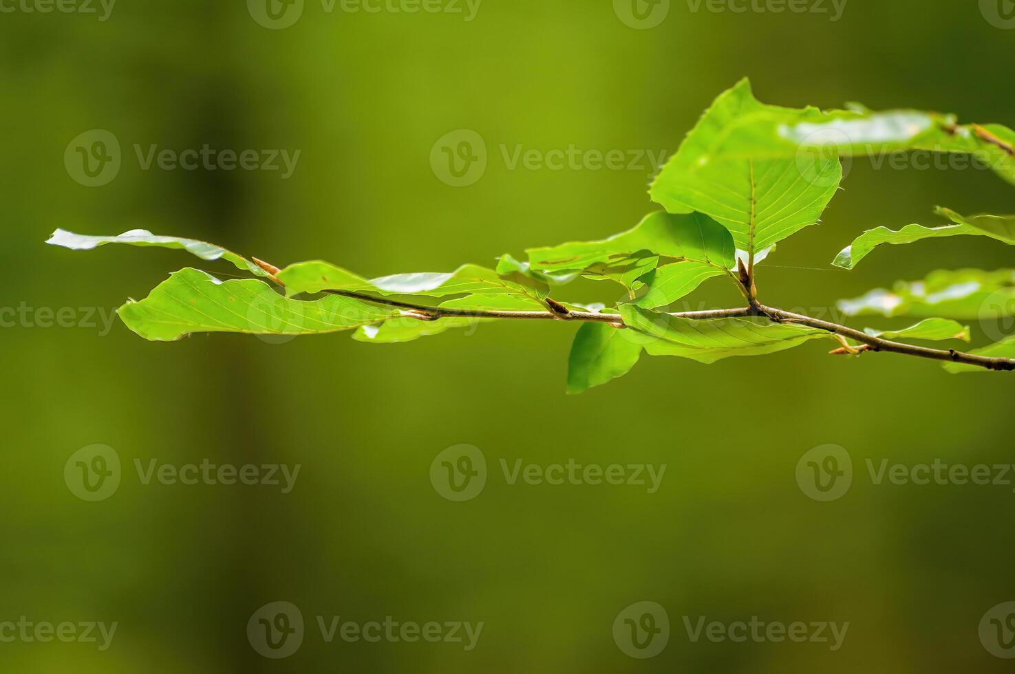 un Fresco rama con verde hojas en el bosque foto