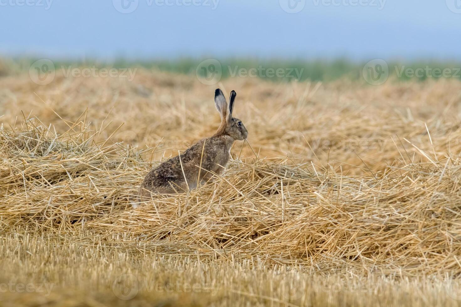 a young hare on a harvested field photo