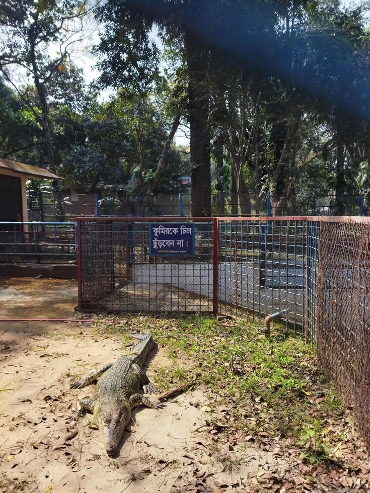 a crocodile in a cage at a zoo photo