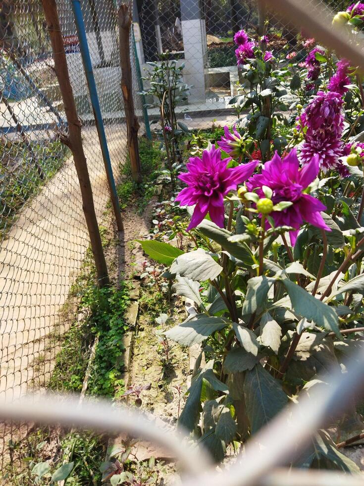 purple flowers in a garden with green plants photo