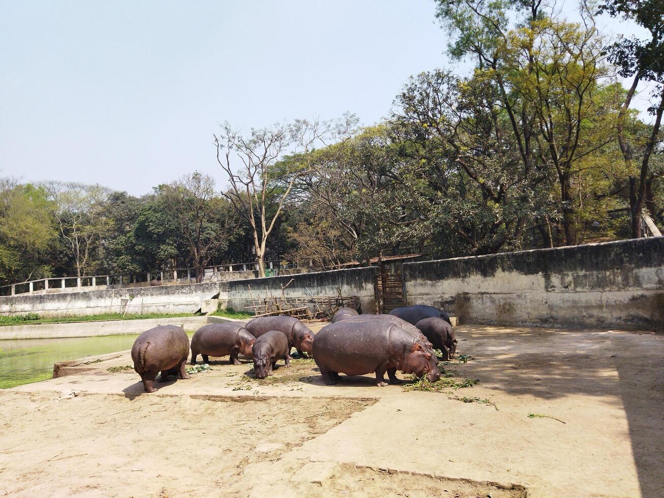 A group of hippos are eating at the zoo photo