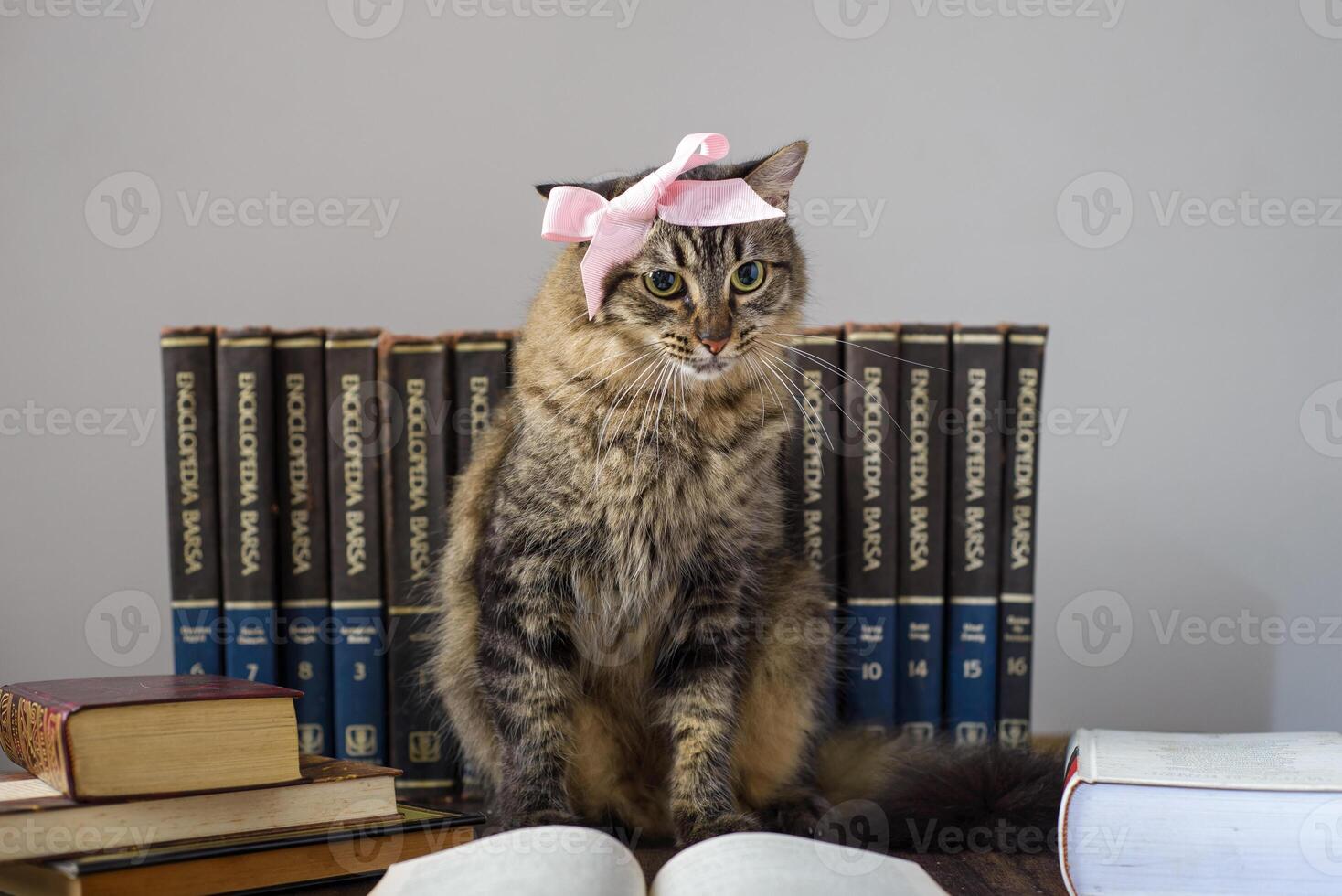 Concept of reading. World book day. Cat with books around pretending to read. photo